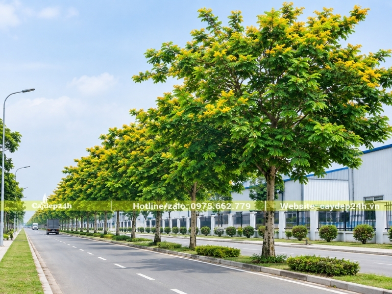 Hàng cây giáng hương dọc đường nội khu ở nhà máy