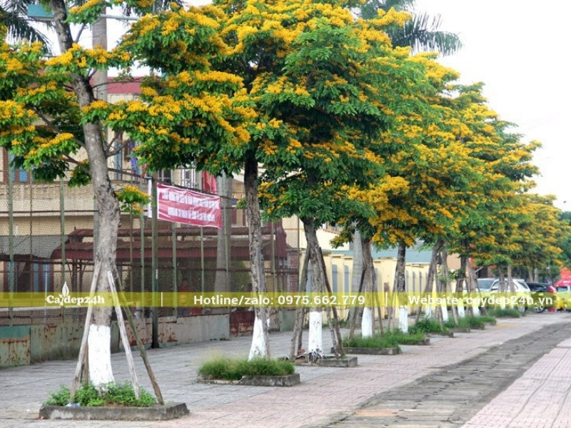 Phủ xanh đường phố với giáng hương đuôi công