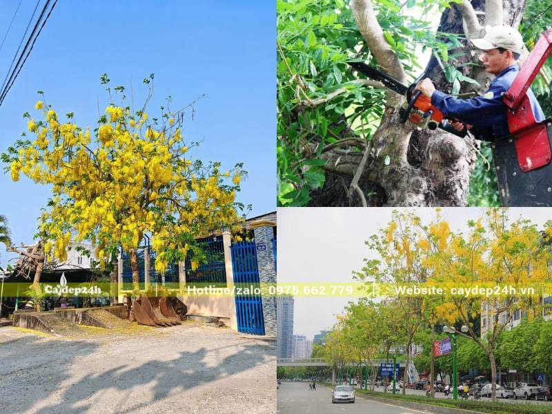 Muồng hoàng yến mang sắc vàng ngập tràn khung tán