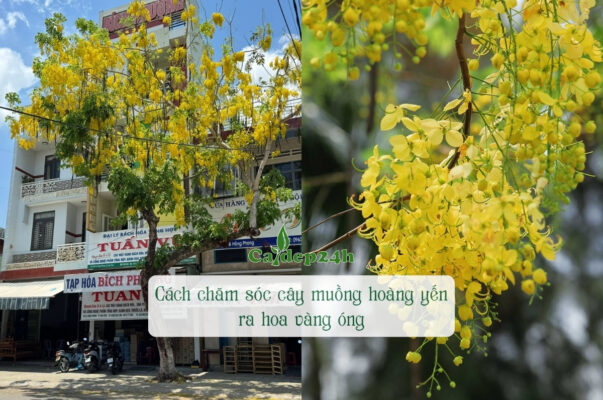 Chăm sóc cây muồng hoàng yến ra hoa ngập tràn vòm tán