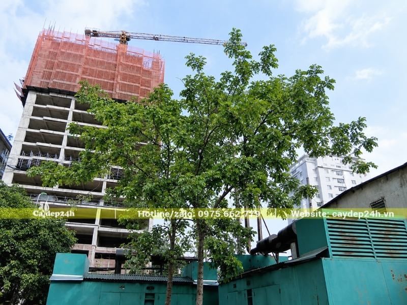 Cây muồng hoàng yến chỉ có lá xanh um