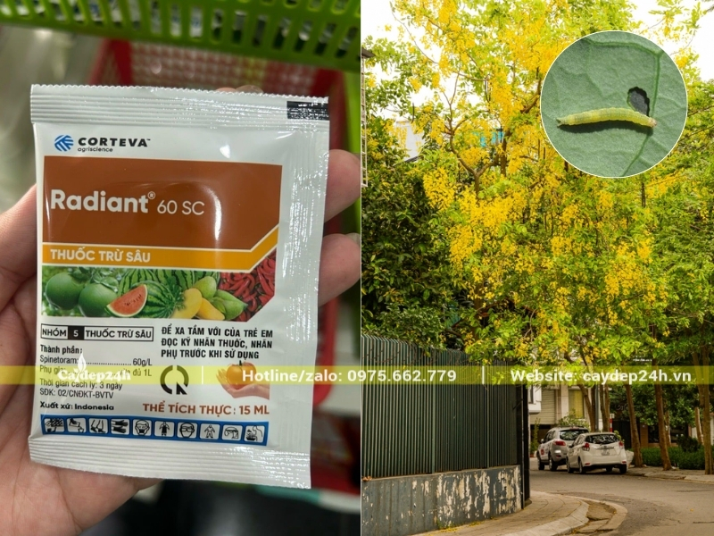 Thuốc đặc trị cho sâu ăn lá